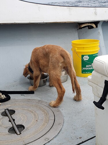 Puppy eating kibble from a large metal bowl.