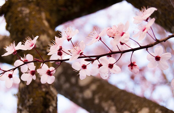 Close-up of a branch of blossoms arranged left to right in the foreground.