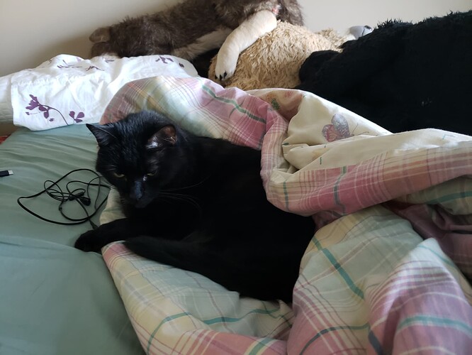 A black cat curled up in the crook of a pile of blankets. The angle of her eyes make her look cranky/unimpressed.