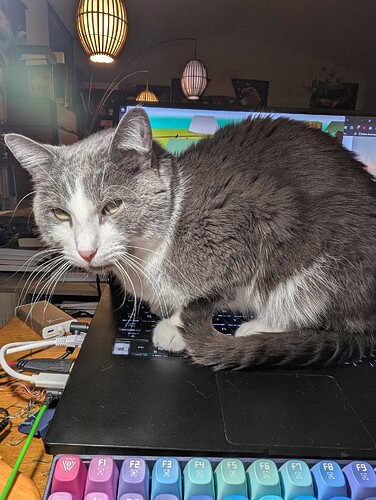 a picture of a cat sitting on a keyboard