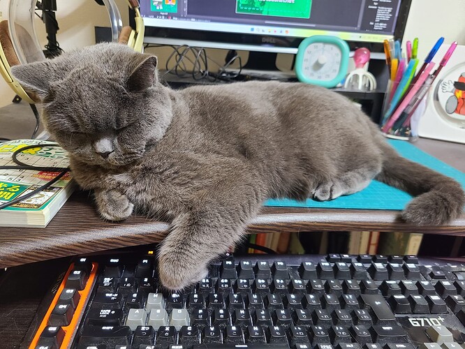 Gray cat lying down across a desk and dangling a paw onto the keyboard underneath while blocking the computer monitor