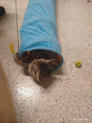 A tabby cat lying in a blue tube, head poking out.