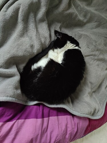 little kitty curled up into a ball sleeping cutely