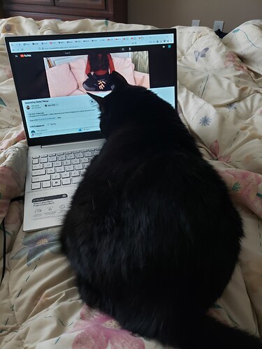 Black cat, now loafing directly onto the keyboard and disrupting the video