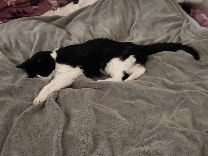 very cozy small black and white cat sleeping comfortably on warm blankie