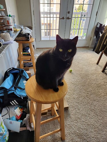 A black cat sitting on a barstool, looking directly at the camera. The perspective is very foreshortened.