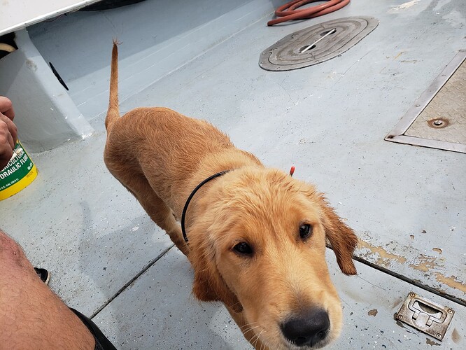 The puppy looking directly at the camera as he approaches for pets.