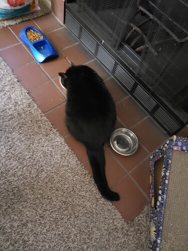 A black cat eating from a food bowl. Her water bowl is shoved off to the side, because her butt is in the way.