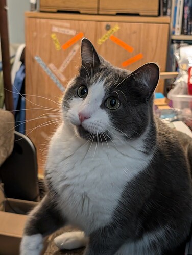 a picture of patches, a grey and white tuxedo cat with his eyes wide