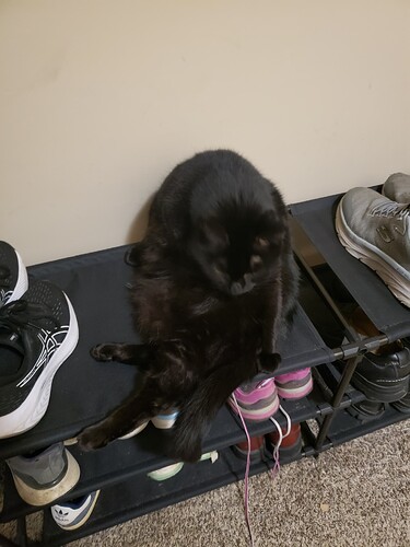 Photos of a black cat bathing herself on a shoerack.