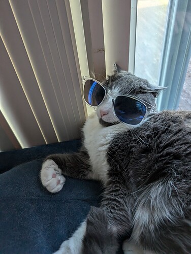 a picture of a grey and white tuxedo cat wearing sunglasses