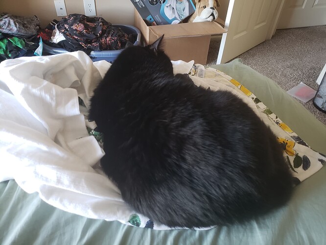 A black cat curled up on a set of white shower curtains.