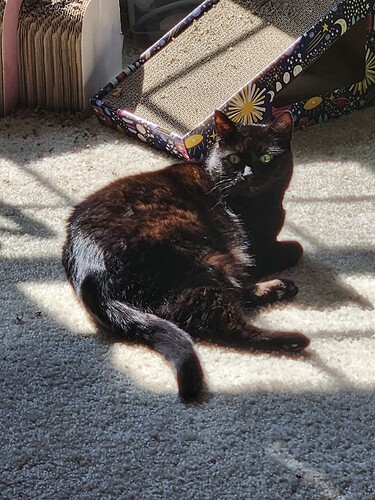 A black cat lying in a sunbeam, looking at the camera. The sunlight has made brown highlights all over her fur.