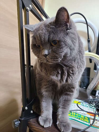 Gray cat sitting on a cluttered desk and looking coyly to one side