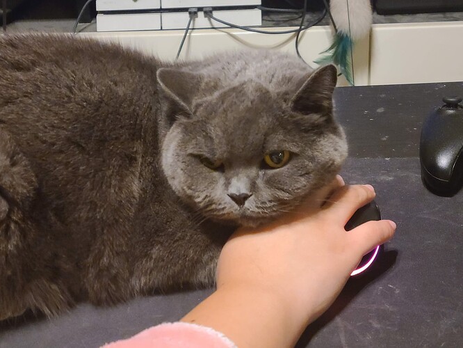 Closer look at the cat's face crushing down on the person's hand holding the mouse, making it hard to move