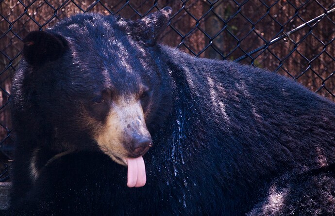 A black bear with its tongue sticking out and some type of liquid rolling down its shoulder.