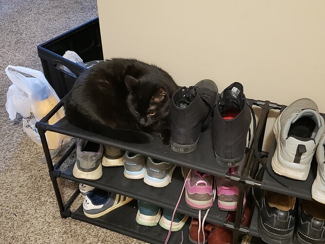 A black cat, curled up on a shoerack. The rest of the rack is occupied by shoes.