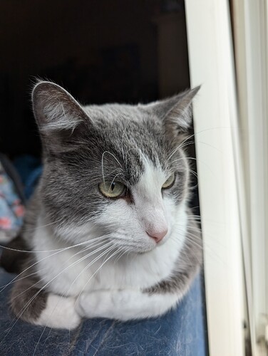 patches, a grey and white tuxedo starting it the window his paws under him