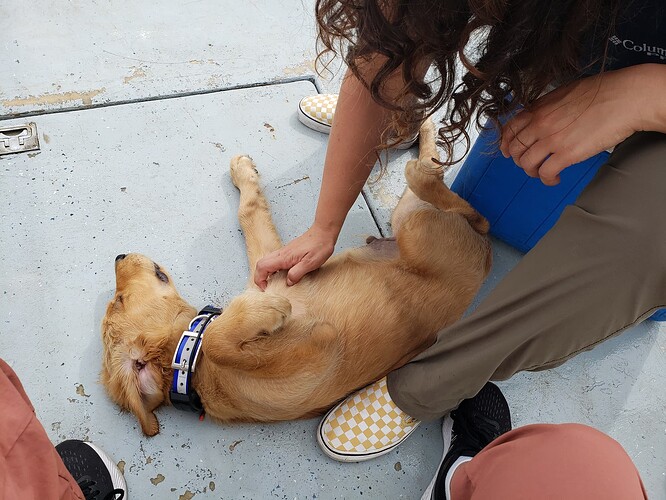 Puppy getting belly rubs from a curly haired woman. His hind leg is kicking against a cooler in excitedment.