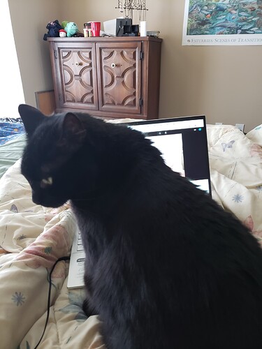 A series of photos of a black cat sitting in front of a laptop while a youtube video is playing.