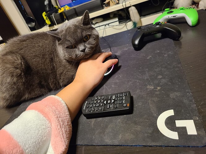 Gray cat lying down next to a person's arm reaching out to use a computer mouse. The cat's chin is resting on the back of the person's hand on top of the mouse