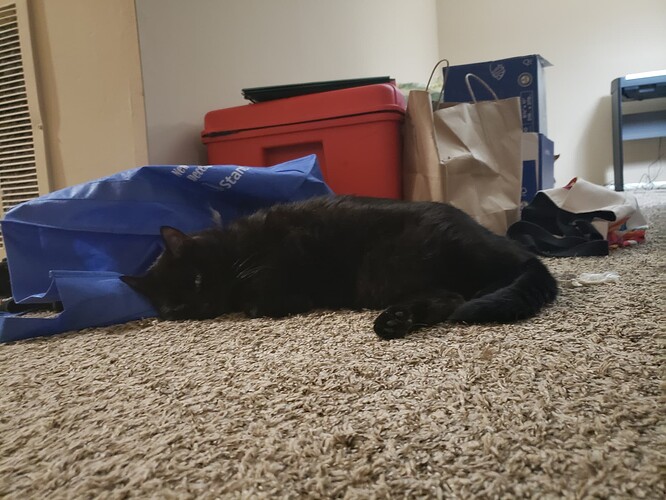 A black cat lying completely flat on a carpeted floor. The picture is taken from the floor alongside the cat.