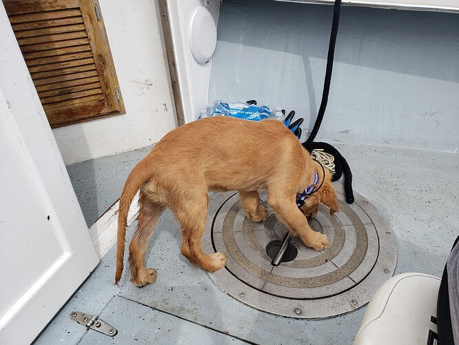 A series of photos of a golden retriever puppy hanging out on the deck of a boat. Some of his fur is dampened by spray.