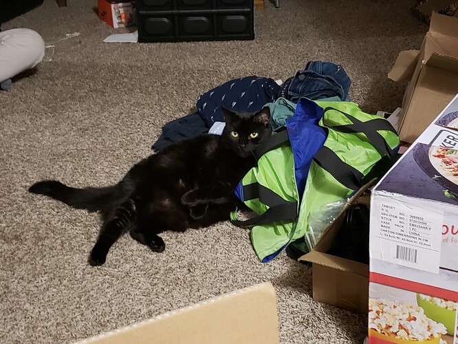 A black cat reclining on a a duffel bag, with her front paws crossed over her "chest", looking up at the camera.