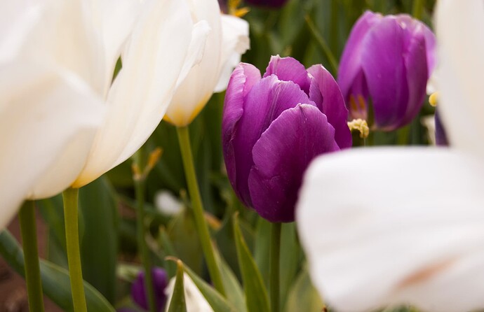 Close-up of a purple tulip peeking through some out-of-focus white tulips in the foreground.