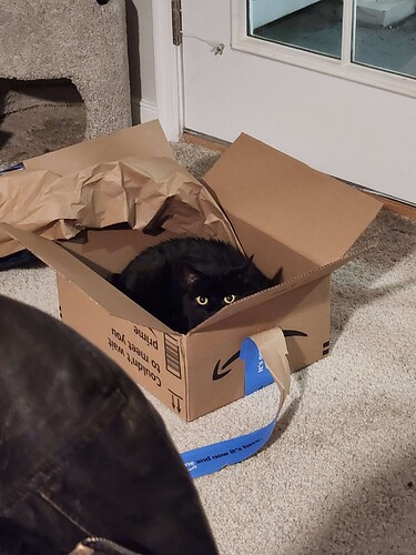 A black cat loafing in a cardboard box. Her head is indistinguishable from the rest of her body, so she looks like an oval with two bright green eyes.