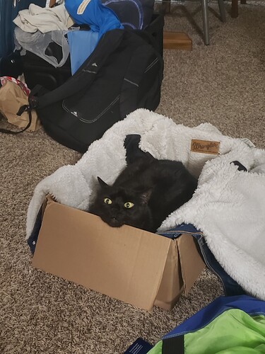 A black cat sitting in a fleece-lined cardboard box. Her head is propped on the side. The angle of her face and the lighting make her look scruffy and slightly unhinged.