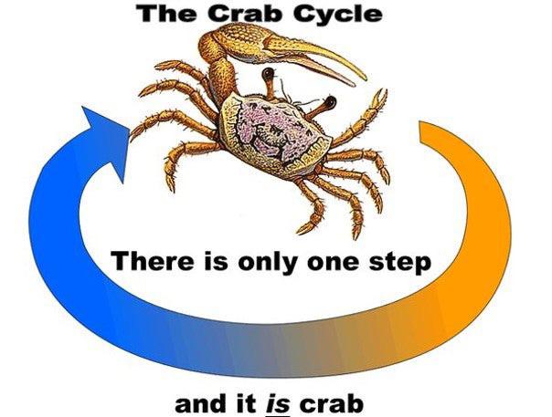 crab cycle