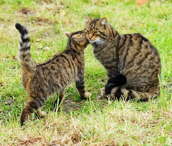 Scottish_wildcat_&_kitten(1)